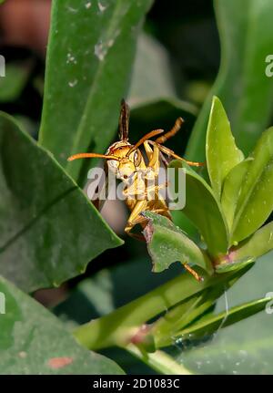 Eine Wespe ist jedes Insekt der engtailligen Unterordnung Apocrita der Ordnung Hymenoptera, die weder eine Biene noch eine Ameise, gelbe Papierwespe ist Stockfoto