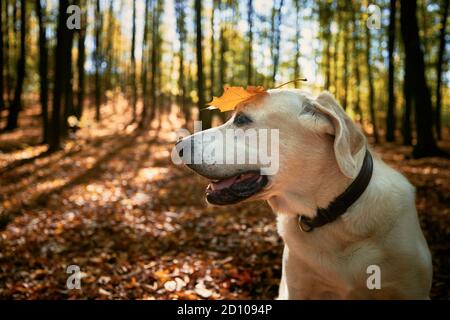 Glücklicher Hund im Herbstwald. Alter labrador Retriever mit gelbem Blatt auf dem Kopf. Stockfoto