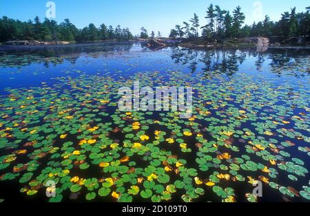 Seerosenblätter schwimmen im Moor, Nordamerika Stockfoto