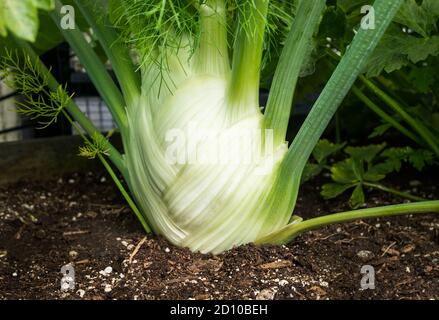 Nahaufnahme des Zwiebelfenchels im Gartenboden, fast bereit zur Ernte. Große weiße Glühbirne mit grünen Fenchelstapeln. Gemüse mit Anisgeschmack. Stockfoto