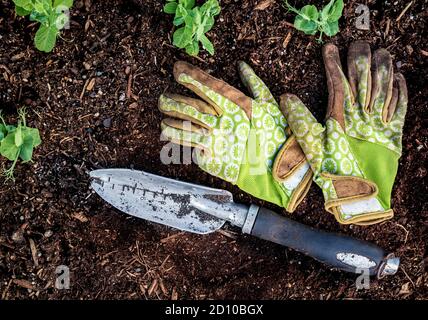 Schmutziges Paar Gartenhandschuhe mit Schaufel auf dem Boden. Draufsicht. Mehrere Erbsensämlinge sind sichtbar. Gartenkonzept. Stockfoto