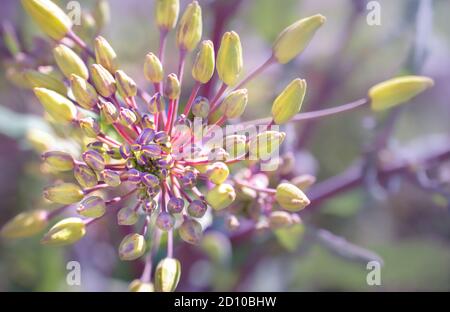 Draufsicht auf Red Russian Kale Knospen bereit zu blühen. (Brassica oleracea) schöne Nahaufnahme von gelb-grünen geschlossenen Knospen mit rosa und violetten Stielen. Stockfoto