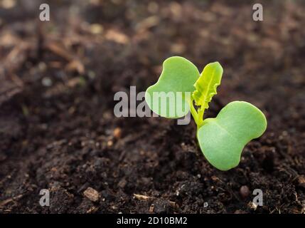 Einzelner lockiger Grünkohl-Sämling, nur gekeimt. Nahaufnahme. Brassica oleracea oder Kreuzblütler. Frühjahrspflanzung. Kleine Grünkohl im Freien gepflanzt. Stockfoto