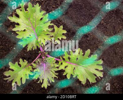 Kale Anlage mit Netz geschützt. Draufsicht, Rotes Russland. Pestizidfreier Schutz für brassica oder Kreuzblütler aus Kohl White Butterfly Stockfoto