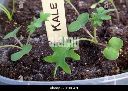Kale Sämlinge in Behälter mit hölzernen Namensschild. Nahaufnahme. Brassica oleracea oder Kreuzblütler. Red Russian Kale im Innenbereich gepflanzt. Bald fertig Stockfoto