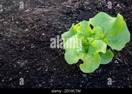 Einzelne kleine Salatpflanze Sämling von Erde umgeben. 2-3 Wochen alt nach dem Auftauchen. Kohlsalat (Lactuca sativa). Nahaufnahme. Stockfoto