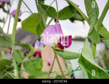 Atemberaubende ungewöhnliche lila Erbsenblüte. Nahaufnahme der Pflanze „Purple Mist“ mit Erbstück aus Schneeerde. Weicher Bokeh Hintergrund von Dachluke und Erbsenpflanzen. Urbane s Stockfoto