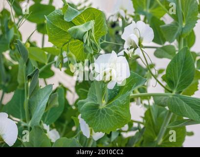 Mehrere weiße Erbsenblüten vor weichen grünen Pflanzen. Karpfenerbsenpflanze aus Samen gewachsen, im Frühjahr begonnen. Mehrere Stufen von Blumen und Ranken. Stockfoto