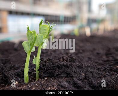 Bio-Erbse Sämling im Gemüsebett. Nahaufnahme. Schneeerbsen, Zuckererbsen oder Schnapperbsen. Erste Ranken sichtbar. Frühfrühlingsanpflanzung. Weiches Bokeh-Backgro Stockfoto