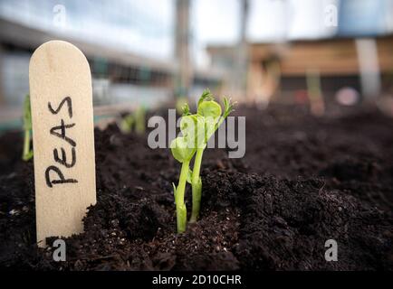 PEA Sämling im Gemüsebett mit Holznamensschild. Nahaufnahme. Dachgarten. Schneeerbsen, Zuckererbsen oder Schnapperbsen. Frühfrühlingsanpflanzung. Weiches Bokeh BA Stockfoto