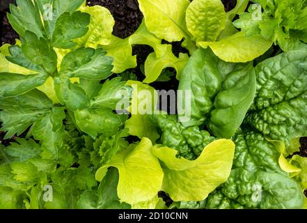 Nahaufnahme von Gemüsegerichten, gefüllt mit Salat, Spinat und Sellerie. Draufsicht. Urban Gardening in kleinen Räumen. Stockfoto