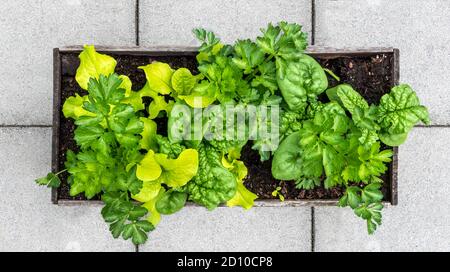 Gemüsepflanzer gefüllt mit Salat, Spinat und Sellerie. Draufsicht auf erhöhte Gartenbeet mit Interplanting oder Intercropping Pflanzmethode. Stockfoto