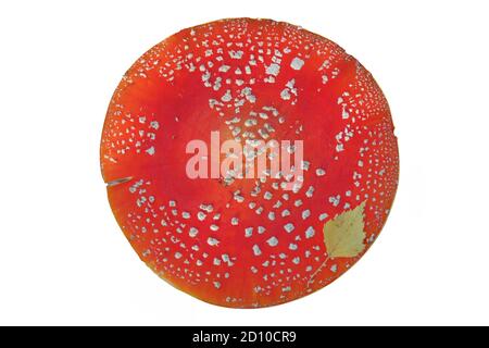 Giftige Amanita Muscaria Pilze isolieren auf weißem Hintergrund. Blick von oben. Stockfoto