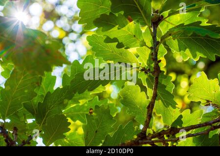 Sonnenschein scheint durch Baldachin von Eichenbaumblättern in Englisch Waldgebiet Stockfoto