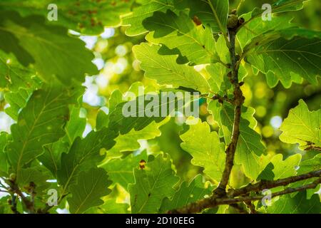 Sonnenschein scheint durch Baldachin von Eichenbaumblättern in Englisch Waldgebiet Stockfoto