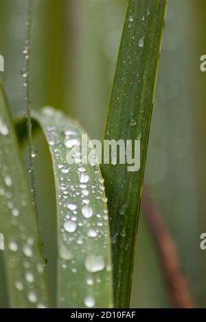 Regentropfen auf grünen Blättern nach einem regnerischen Tag mit viel Regen erfrischt die Natur mit Wasser als Lebenselixier im Regenwald, Grasland und Dschungel Stockfoto