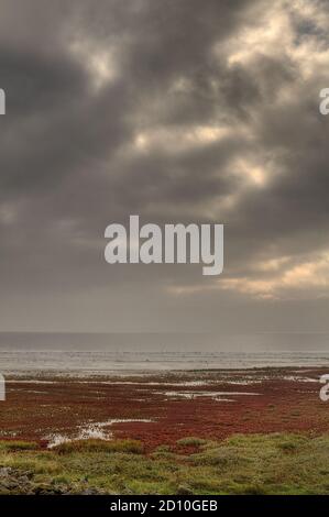 Saltmarsh an der Küste der holländischen Insel Schiermonnikoog im Herbst, Feld der salztoleranten Vegetation, hauptsächlich Krautigen Seepocken und Glaskraut, färbend rot Stockfoto