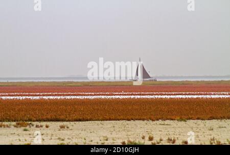 Saltmarsh im Herbst, Feld der salztoleranten Vegetation, hauptsächlich Krautigen Seepunkel und Glaskraut, färbend rot am Horizont ein Segelboot Stockfoto