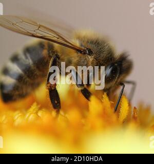 Honigbiene auf Dahlia Blume Nahaufnahme gelb Stockfoto