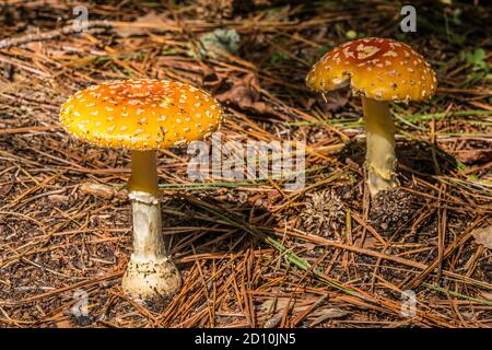 Zwei orangefarbene Kappenpilze wachsen vom Waldboden aus Groß und groß mit Flecken auf der Kapuze auf einem Heller sonniger Tag im frühen Herbst Stockfoto
