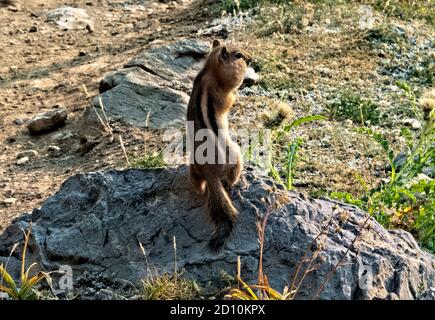 Chipmunk mit gefüllten Wangen, Grand Teton National Park, Wyoming, USA Stockfoto