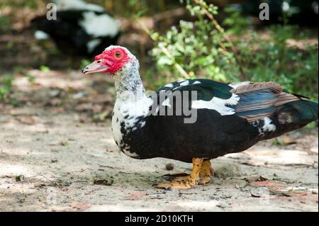 Schwarz-weiße Domestic Muscovy Ente, mit leuchtend roten Kügelchen auf dem Gesicht, genießen das schöne Wetter in einem Stadtpark in Huntsville, TX. Stockfoto