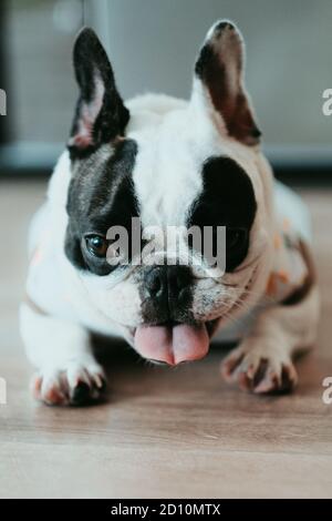 Nahaufnahme der vertikalen Aufnahme eines niedlichen Hundes Stockfoto