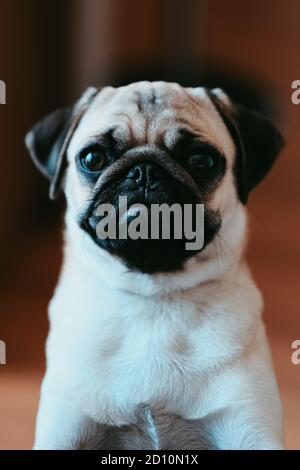 Nahaufnahme der vertikalen Aufnahme eines niedlichen Hundes Stockfoto