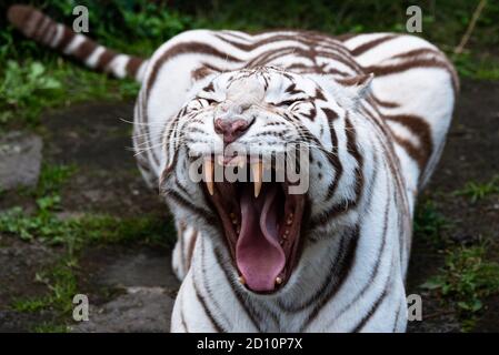Ein schöner weißer Bengaltiger. Stockfoto