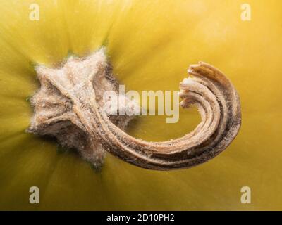 Nahaufnahme des Kürbisses. Gelbes Gemüse mit trockenen Stecklingen. Makrofotografie. Stockfoto