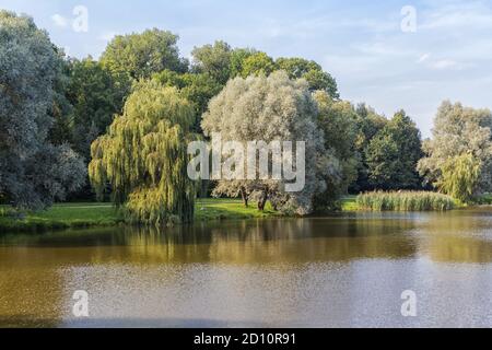 Große, weitläufige Weide am See im Park. Neswisch, Weißrussland Stockfoto