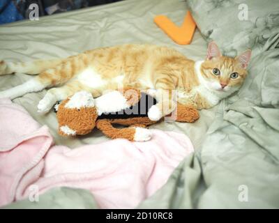 Mika, die orange gestromte, chillt auf dem Bett Stockfoto