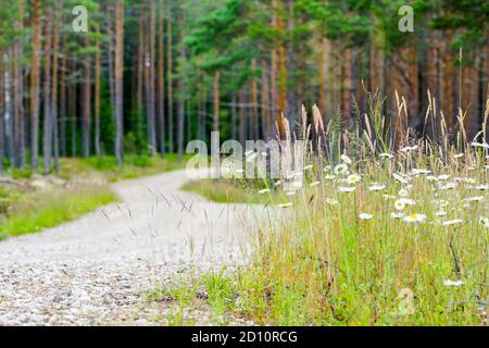 Kurvige Schotterstraße durch einen schönen Kiefernwald im Sommer, verschwommener Hintergrund Stockfoto