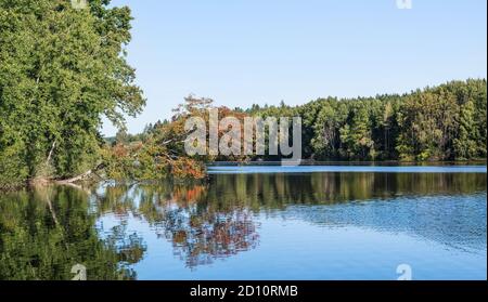 Herbstlandschaft von Teich mit gefallenen Baum über blau gekräuselten Oberfläche, grünen Wald am Ufer. Gemeine Buche mit spiegelnden roten Blättern auf glänzendem Wasser. Stockfoto