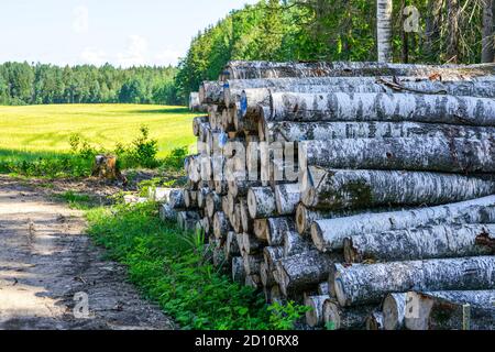 Entwaldungsgebiet, Stapel von geschnittenen Birkenstämmen bereit für den Transport Stockfoto