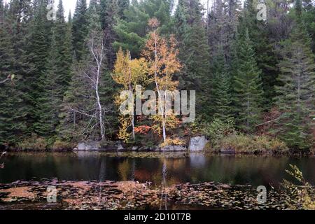 Herbstszenien Stockfoto