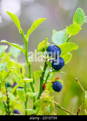 Reife wilde Heidelbeeren im Wald auf einem verschwommenen Hintergrund Stockfoto