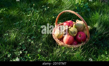 Frische Bio-Äpfel und Birnen in schönen Weidenkorb in Hohes Gras mit Klee Stockfoto