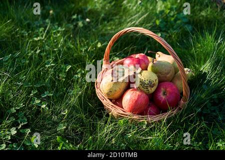 Frische Bio-Äpfel und Birnen in schönen Weidenkorb in Hohes Gras mit Klee Stockfoto