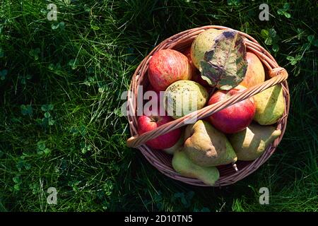 Frische Bio-Äpfel und Birnen in schönen Weidenkorb in Hohes Gras mit Klee Stockfoto