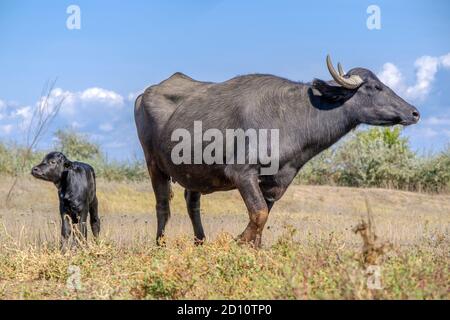 Orlovka Vilage, Rajon Reni, Ode, Ukraine, Osteuropa. August 2018. ORLOVKA VILAGE, RAJON RENI, OBLAST ODESSA, UKRAINE - 03. SEPTEMBER 2020: Erster Lebenstag eines neugeborenen Kalbswasserbüffels (Bubalis murrensis). Rewilding Europe in the Ukraine Kredit: Andrey Nekrasov/ZUMA Wire/Alamy Live News Stockfoto