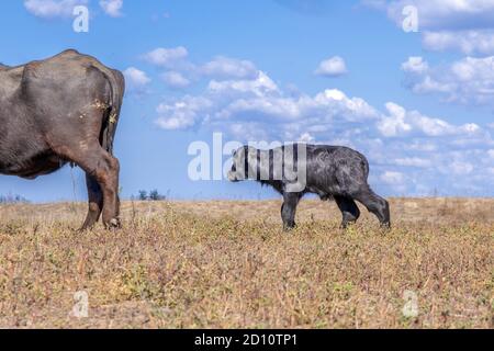 Orlovka Vilage, Rajon Reni, Ode, Ukraine, Osteuropa. August 2018. ORLOVKA VILAGE, RAJON RENI, OBLAST ODESSA, UKRAINE - 03. SEPTEMBER 2020: Erster Lebenstag eines neugeborenen Kalbswasserbüffels (Bubalis murrensis). Rewilding Europe in the Ukraine Kredit: Andrey Nekrasov/ZUMA Wire/Alamy Live News Stockfoto