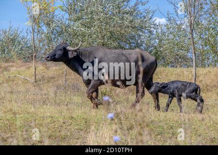 Orlovka Vilage, Rajon Reni, Ode, Ukraine, Osteuropa. August 2018. ORLOVKA VILAGE, RAJON RENI, OBLAST ODESSA, UKRAINE - 03. SEPTEMBER 2020: Erster Lebenstag eines neugeborenen Kalbswasserbüffels (Bubalis murrensis). Rewilding Europe in the Ukraine Kredit: Andrey Nekrasov/ZUMA Wire/Alamy Live News Stockfoto