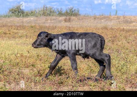 Orlovka Vilage, Rajon Reni, Ode, Ukraine, Osteuropa. August 2018. ORLOVKA VILAGE, RAJON RENI, OBLAST ODESSA, UKRAINE - 03. SEPTEMBER 2020: Erster Lebenstag eines neugeborenen Kalbswasserbüffels (Bubalis murrensis). Rewilding Europe in the Ukraine Kredit: Andrey Nekrasov/ZUMA Wire/Alamy Live News Stockfoto