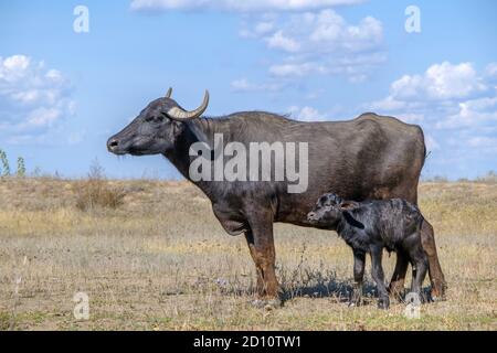 Orlovka Vilage, Rajon Reni, Ode, Ukraine, Osteuropa. August 2018. ORLOVKA VILAGE, RAJON RENI, OBLAST ODESSA, UKRAINE - 03. SEPTEMBER 2020: Erster Lebenstag eines neugeborenen Kalbswasserbüffels (Bubalis murrensis). Rewilding Europe in the Ukraine Kredit: Andrey Nekrasov/ZUMA Wire/Alamy Live News Stockfoto