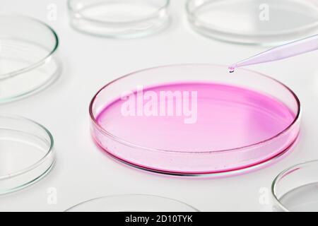 Mit einer Pipette ein blaues flüssiges Medium in die Petrischale geben. Stockfoto