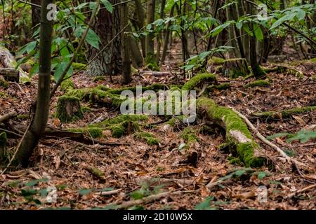 Intakte Natur mit moosbedeckten Ästen in einem üppigen grünen Wald In Deutschland Stockfoto