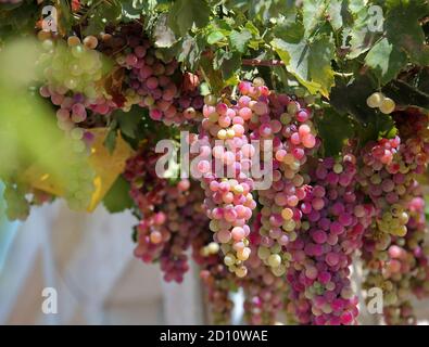 Trauben reifen in rosa Trauben im Weinberg aus nächster Nähe. Stockfoto