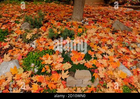 Orangefarbener, brauner und gelber Teppich aus gefallenen Ahornblättern im Herbst in einem Glebe-Garten, Ottawa, Ontario, Kanada. Stockfoto