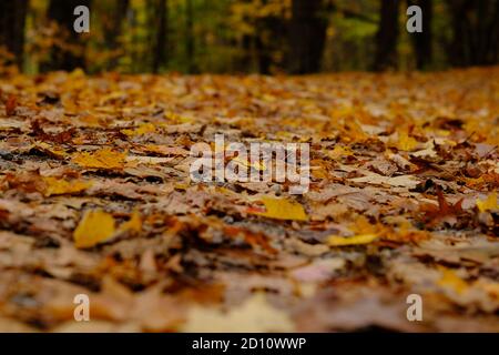 Nahaufnahme des braunen und gelben Teppichs mit gefallenen Blättern im Herbst auf einem Wanderweg außerhalb von Wakefield, Quebec, Kanada. Stockfoto